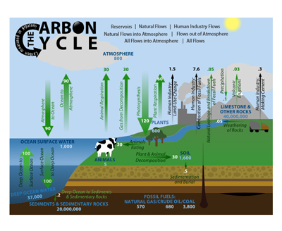 Image of interactive carbon cycle simulation