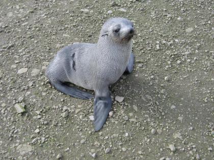 young fur seal