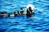 Sea Otter at play