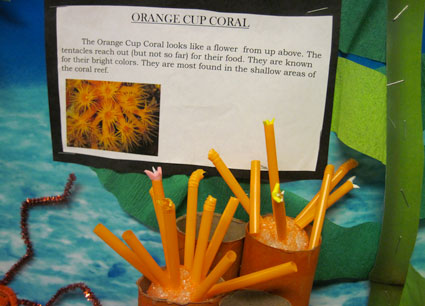 Orange Cup Coral art work
