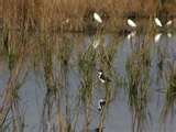 wetland birds